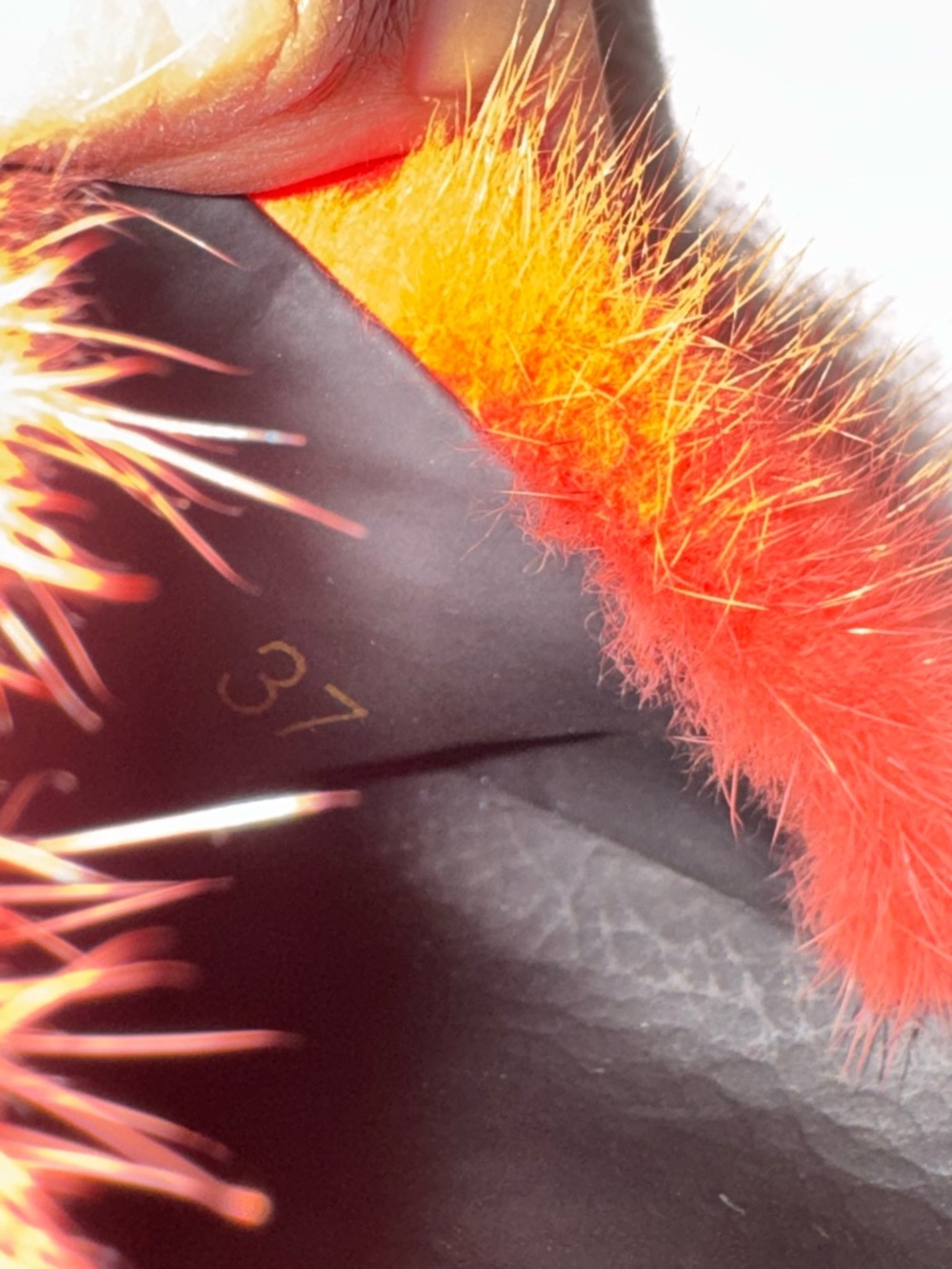 Givenchy Orange Fur Slide Sandals Platform Slides Size - Picture 4 of 4